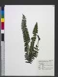 Lindsaea merrillii Copel. var. yaeyamensis (Tagawa) W. C. Shieh k