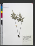 Cheilanthes argentea (S. G. Gmel.) Kunze `I