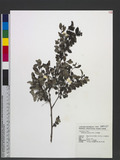 Phyllanthus multif...