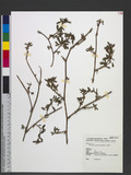 Stylosanthes guianensis (Aubl.) Sw. ᨧ
