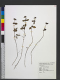 Clinopodium gracile (Benth.) Kuntze 