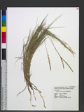 Sporobolus virginicus (L.) Kunth Qa