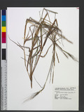 Heteropogon contortus (L.) P. Beauv. ex Roem. & Schult. T