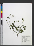 Pimpinella diversifolia DC. T