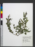 Alysicarpus ovalifolius (Schum.) J. Leonard 圓葉煉莢豆