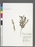 Crotalaria acicularis Buch.-Ham. ex Benth. 긭ʦX