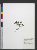 Clinopodium chinense (Benth.) Kuntze 