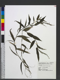 Ichnanthus vicinus (F. M. Bail.) Merr. Z