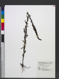 Veronica linariaefolia Pallas ex Link. l
