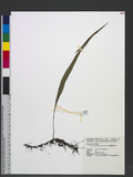 Lepisorus pseudo-ussuriensis Tagawa QĬ˸