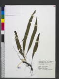 Lepisorus morrisonensis (Hayata) H. Ito ɤs˸