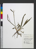 Axonopus compressus (Sw.) P. Beauv. a