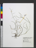 Agrostis clavata Trin. Ūѿo