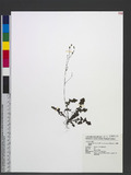 Youngia japonica (L.) DC. var. formosana (Hayata) Li OWO