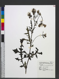 Gynura japonica (T...