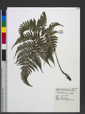 Dryopteris formosana (H. Christ) C. Chr. OW