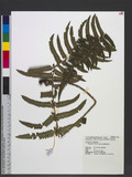 Dryopteris subatrata Tagawa Ӹ