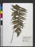 Dryopteris atrata (Wall. ex Kunze) Ching 