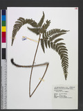 Dryopteris varia (L.) Ktze. n