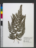 Dryopteris varia (L.) Ktze. n