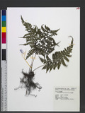 Athyrium subrigescens (Hayata) Hayata V\