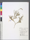 Lycopodium yueshanense C. M. Kuo ɤsa