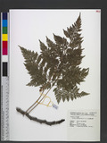 Humata griffithiana (Hook.) C. Chr. M\ۿ