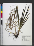 Carex filicina Nees subsp. pseudo-filicina (Hayata) T. Koyama T