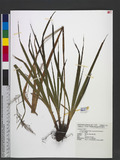 Carex filicina Nees subsp. pseudo-filicina (Hayata) T. Koyama T