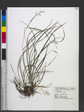 Carex brunnea Thunb. 