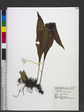 Neocheiropteris ensata (Thunb.) Ching 