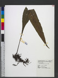 Neocheiropteris ensata (Thunb.) Ching 