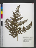 Pteridium aquilinum (L.) Kuhn var. latiusculum (Desv.) Underw. ex A. Heller