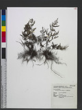Cheilanthes tenuifolia (Burm. f.) Sw. H̿