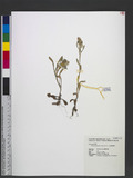 Gnaphalium pensylvanicum Willd. ͸T
