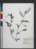 Vicia sativa L. subsp. nigra (L.) Ehrh. ܨ