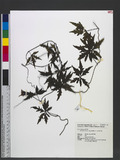 Merremia dissecta (Jacq.) Hallier. f. 七爪牽牛花