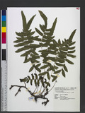 Cyclosorus acuminatus (Houtt.) Nakai ex H. Ito 