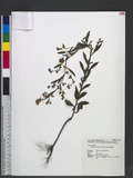 Conyza sumatrensis (Retz.) E. Walker ӦU