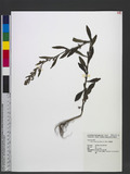 Conyza sumatrensis (Retz.) E. Walker ӦU