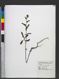 Conyza japonica (T...