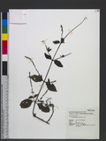 Achyranthes bidentata Blume 