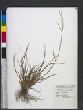 Eriochloa procera ...