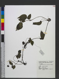Lecanthus peduncul...