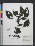Lecanthus peduncul...