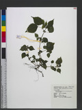 Pilea aquarum Dunn subsp. brevicornuta (Hayata) C. J. Chen uN