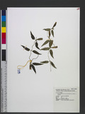 Tripterospermum lanceolatum (Hayata) Hara ex Satake ɤsͧί