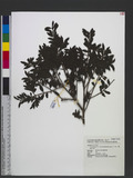 Ilex yunnanensis Fr. var. parvifolia (Hayata) S. Y. Hu 小葉雲南冬青