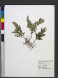 Selaginella involvens (Sw.) Spring Kf