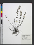 Cheilanthes chusana Hook. ӸH̿